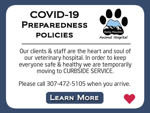 rocky animal hospital